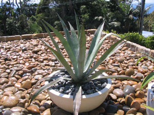 agave americana palm beach landscaping