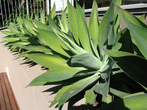 agave attentuata mosman landscaping