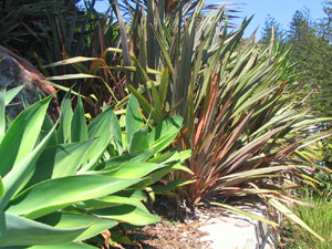agave flax whale beach landscaping