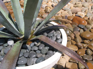 Pot Features  - garden landscaping with potted plants