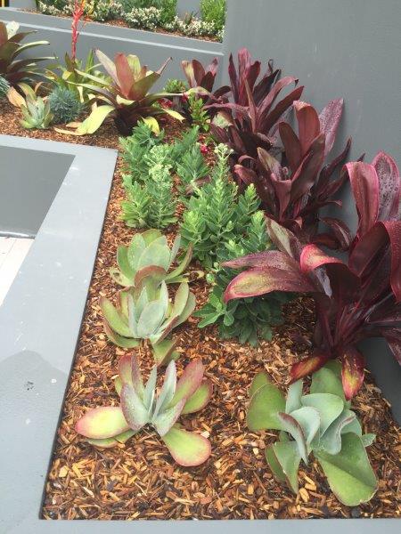 Planter Box Planting Colour