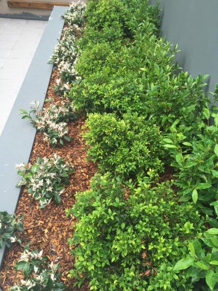 Planter box display of white and green