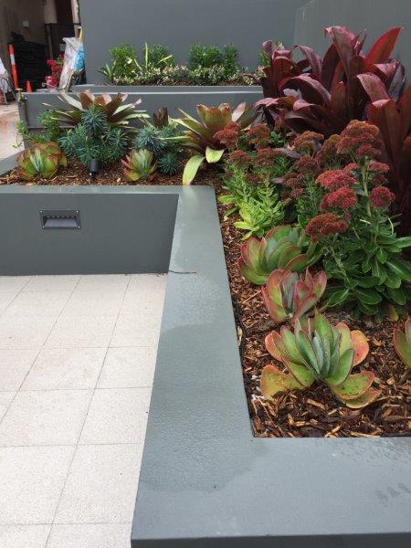 Strata Landscaping popular plant choice