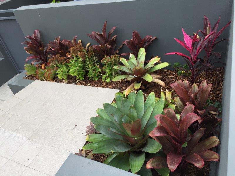 Planter box display of maroon and green suculents