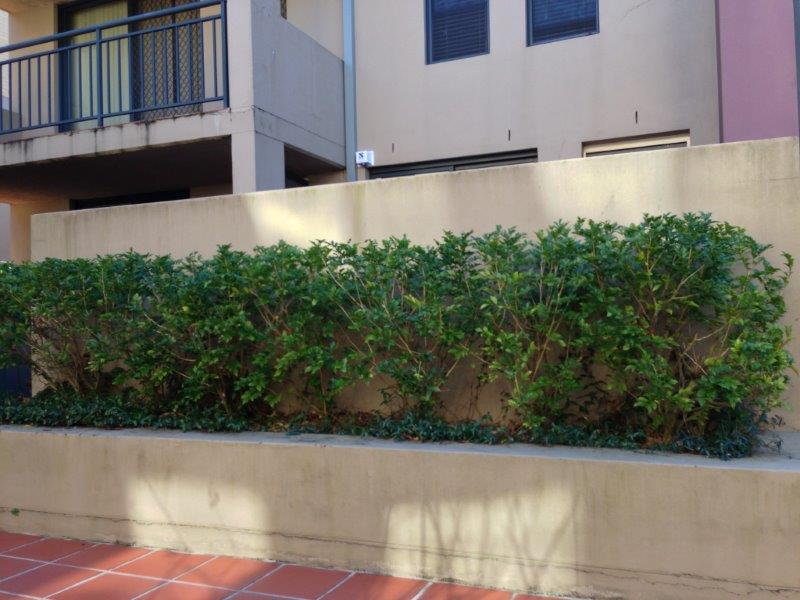 Strata Landscaping - hedge to be replaced