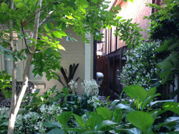 small garden ideas - jasmine hides side of house