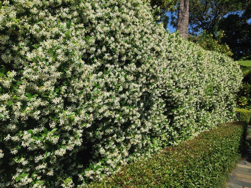 Lush Jasmine hedge