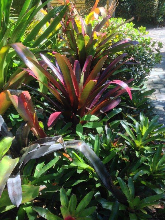 Kincoppal Sydney Landscaping Tropical Colour