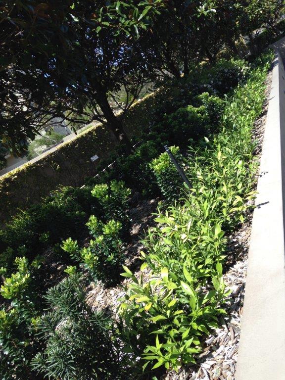 Sydney landscaping idea - planting and mulch