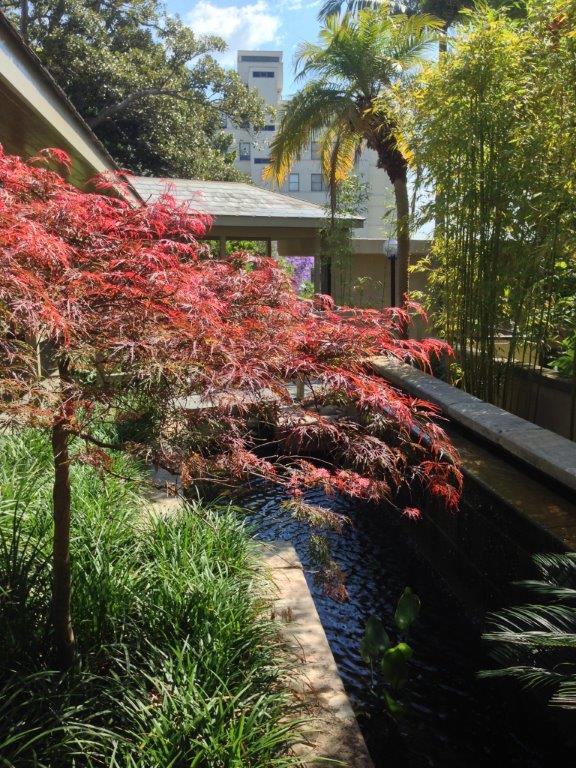 Kincoppal Landscaping Sydney - Autumn Colour