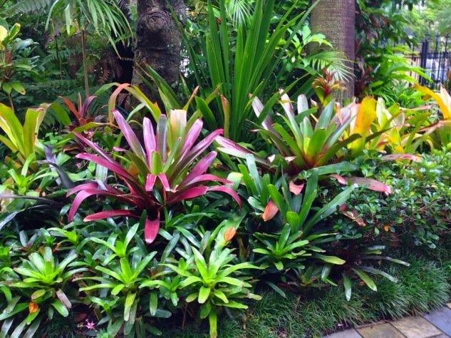 Tropical garden plant ideas Sydney