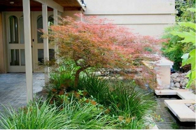 Feature tree with autumn colour beside pond