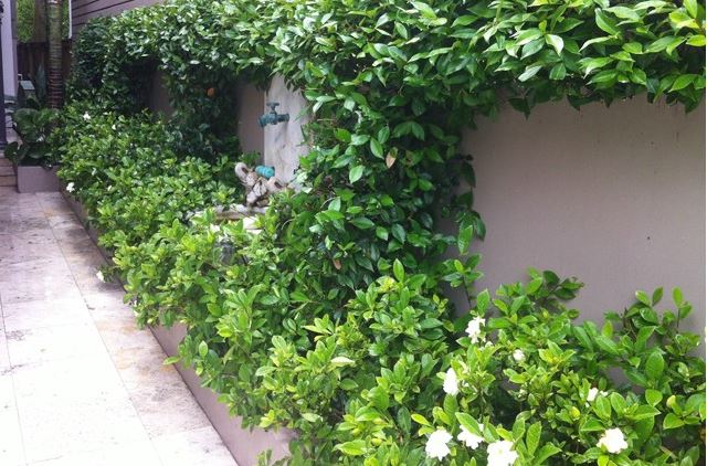 Jasmine climbing up wall