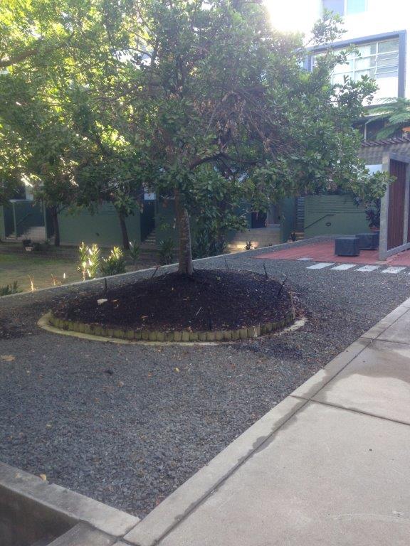 Tree surrounded by garden edging