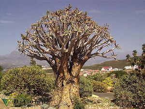 Aloe Dichotoma