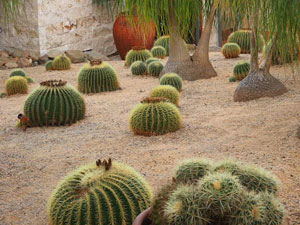 purple magnolia for great colour in the garden