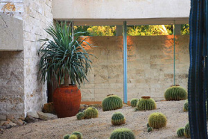 Paper Daisys Western Australia 